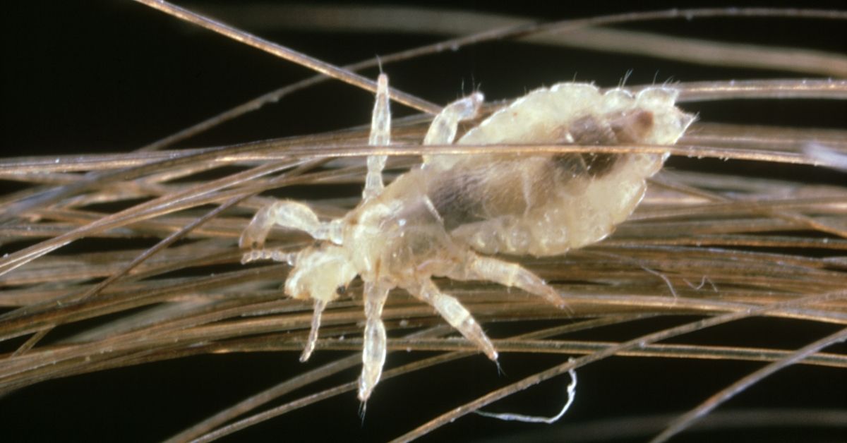Insect, Animal, Invertebrate