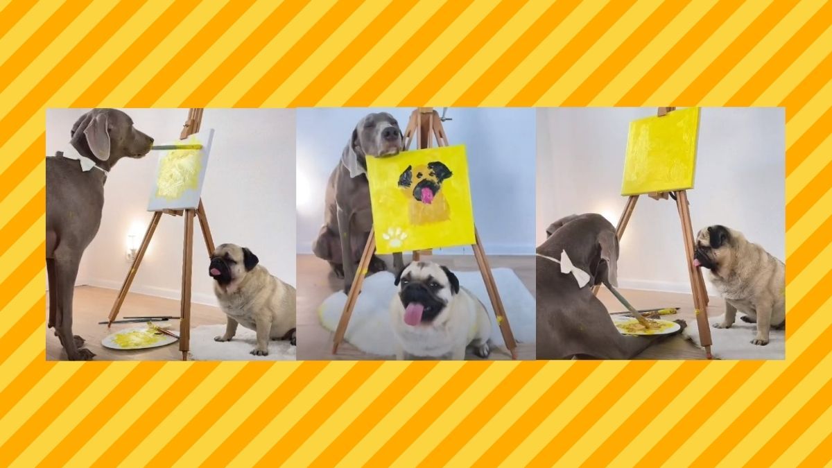 Dog, Canine, Pet