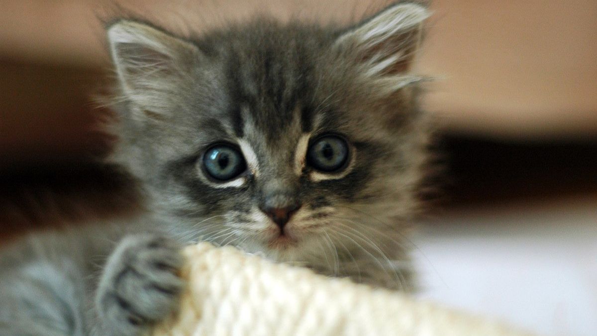 Kitten, Cat, Pet