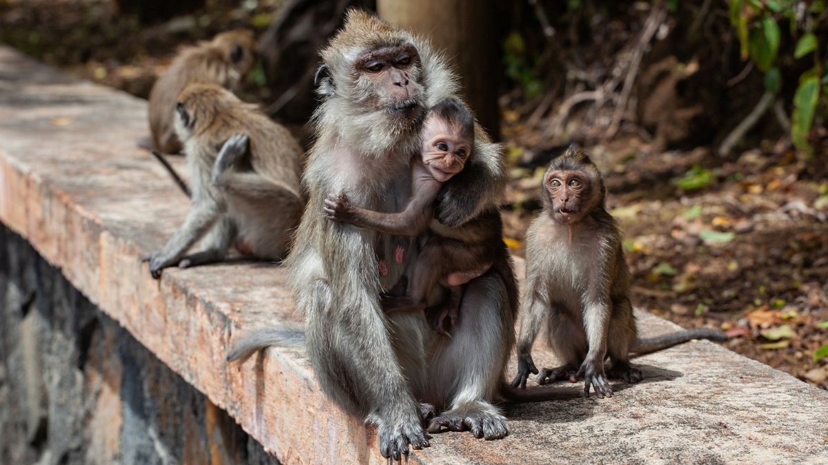 Monkey, Wildlife, Animal
