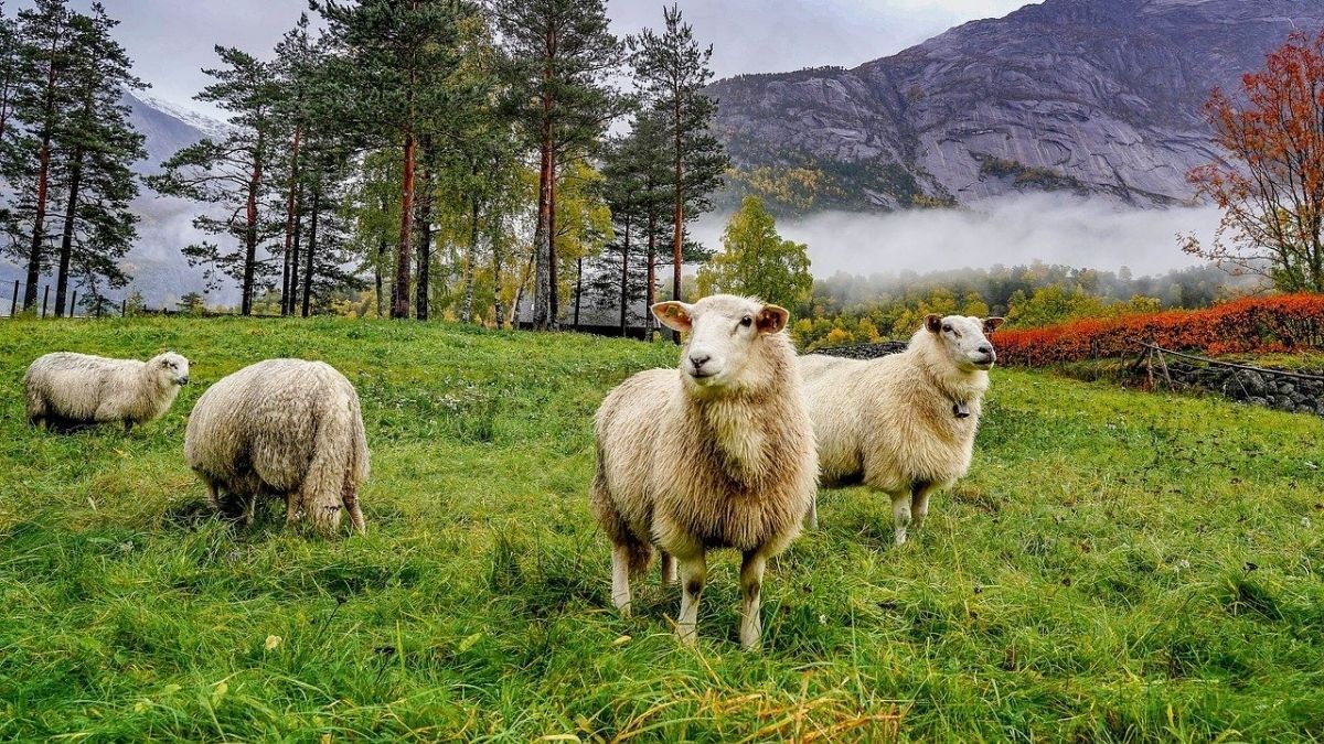 Sheep, Mammal, Animal