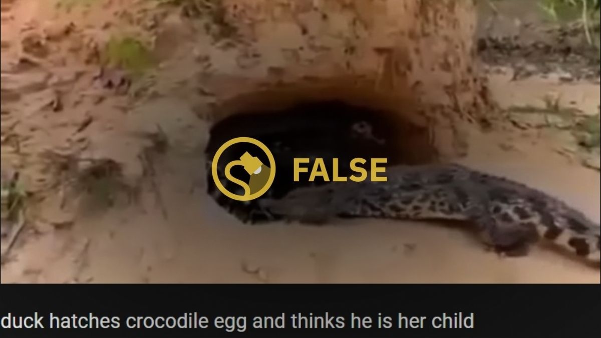 Snake, Reptile, Animal