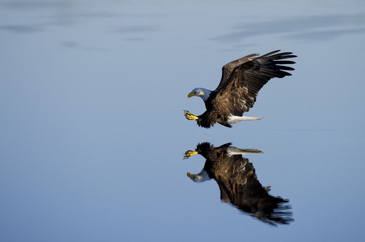 Eagle, Bird, Animal