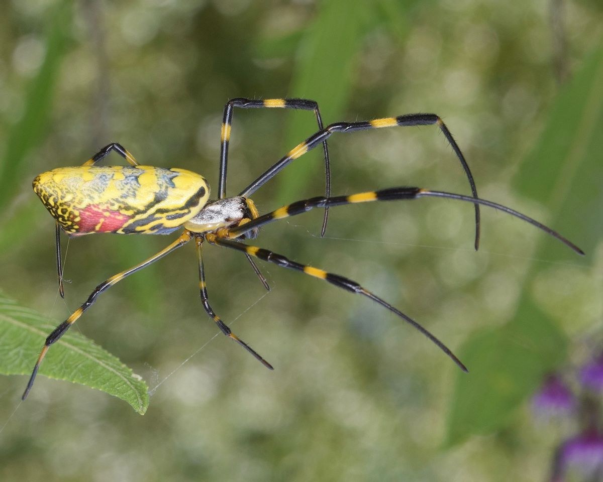 Insect, Invertebrate, Animal