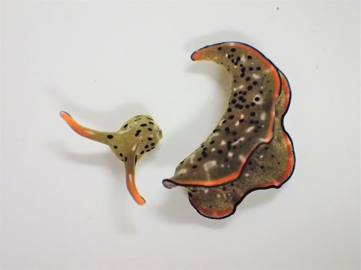 sea slug