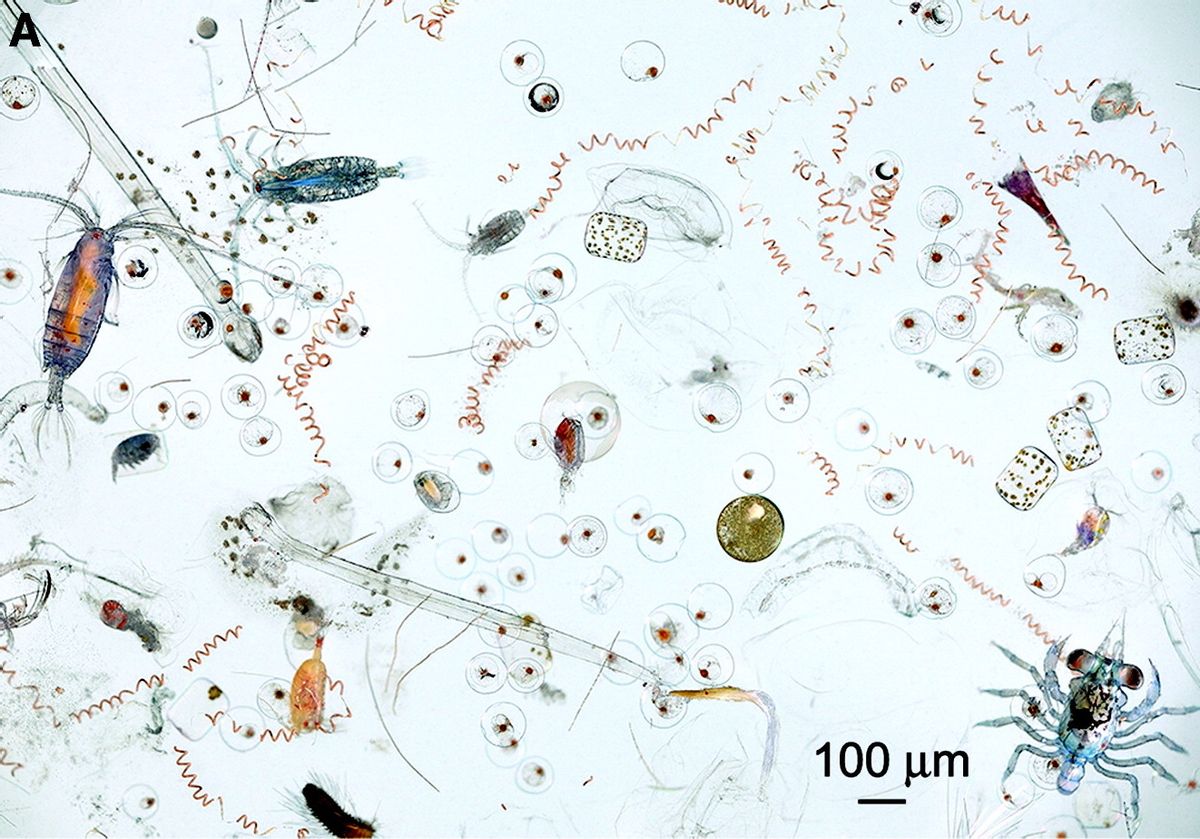 drop of seawater magnified