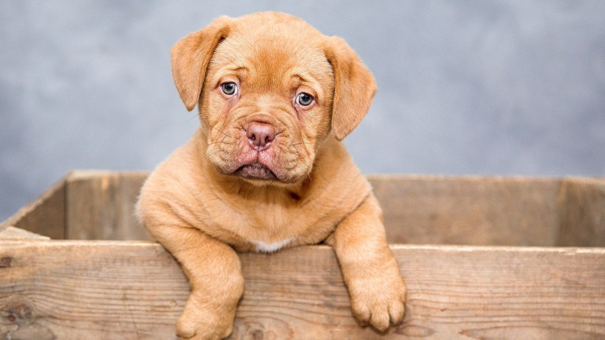 Dog, Pet, Canine