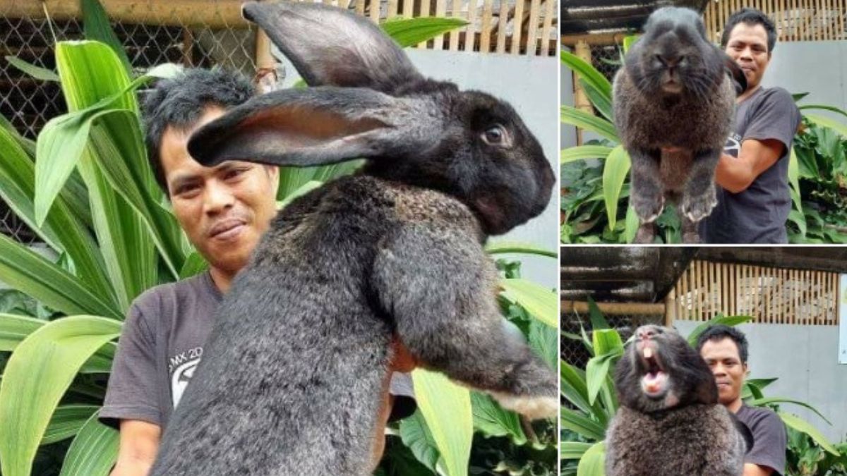 giant rabbit