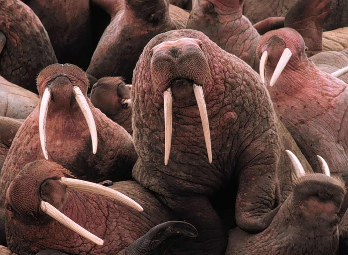 Walrus, Animal, Sea Life