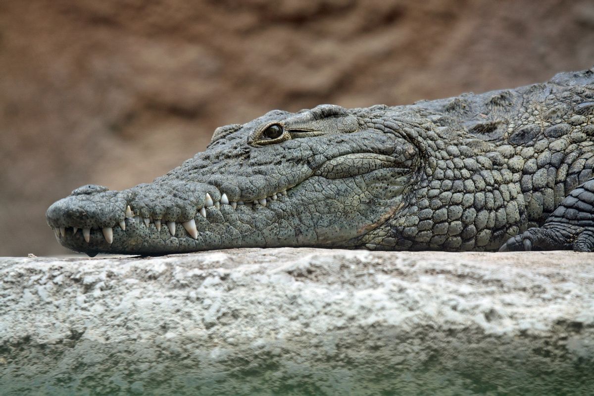 Lizard, Reptile, Animal