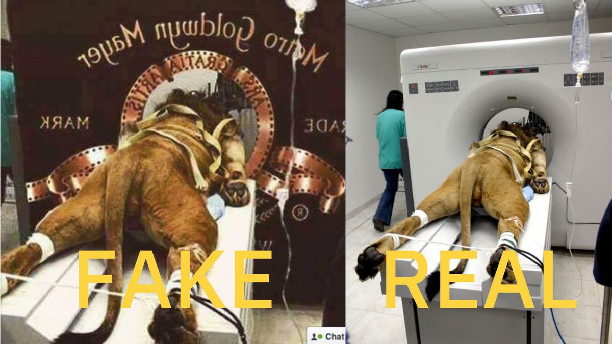 The image on the left is a manipulated version of a photograph that was originally taken in 2005, when a two-year-old Barbary lion named Samson underwent a CAT (Computer Aided Tomography) scan after falling ill at an Israeli zoo.