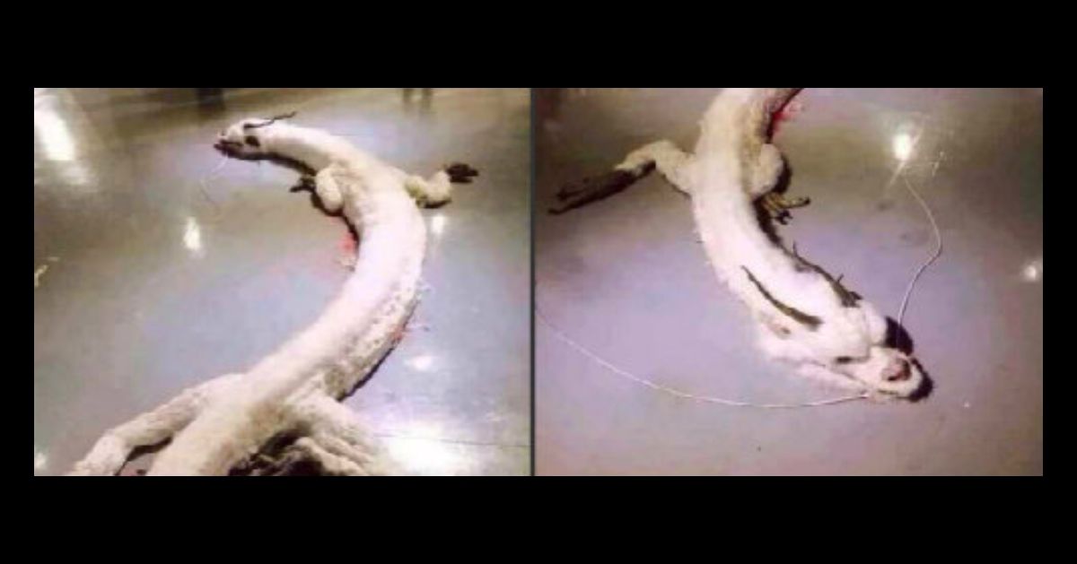 Is this a real dead dragon with fluffy white bunny fur?