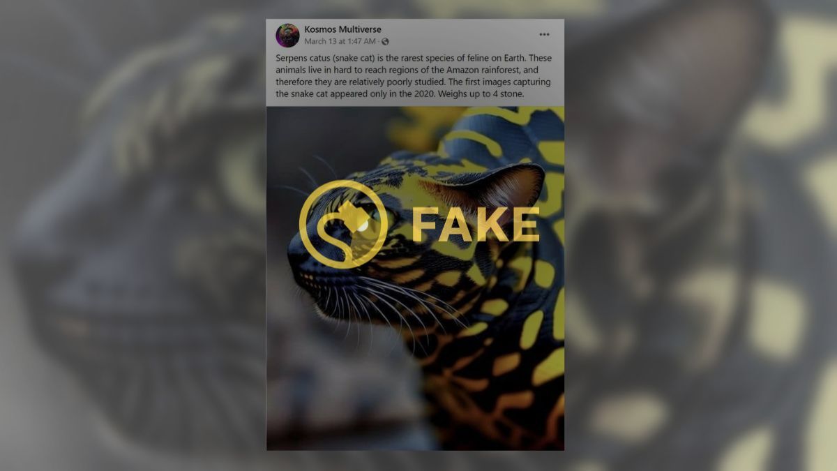 amazon snake cat picture is fake