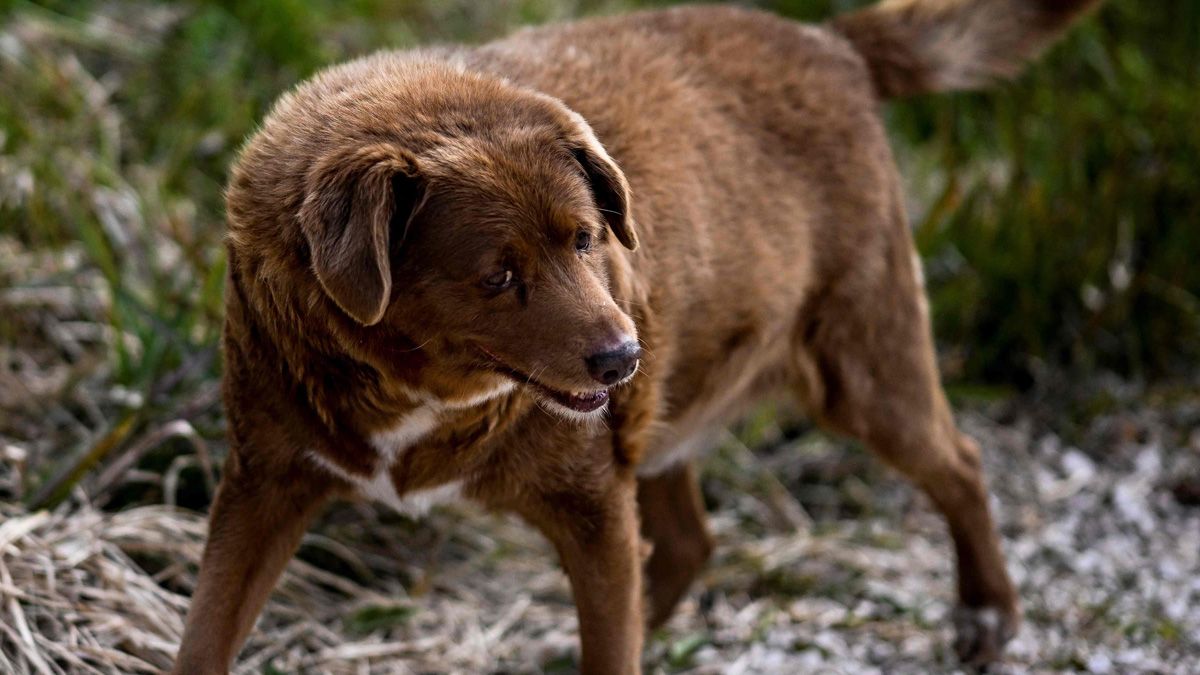 Guinness World Records said that Bobi the Portuguese dog is the world's oldest dog ever and the oldest living dog as well.