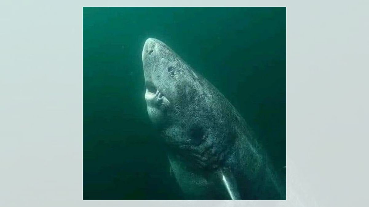 A white shark is shown in an ocean.