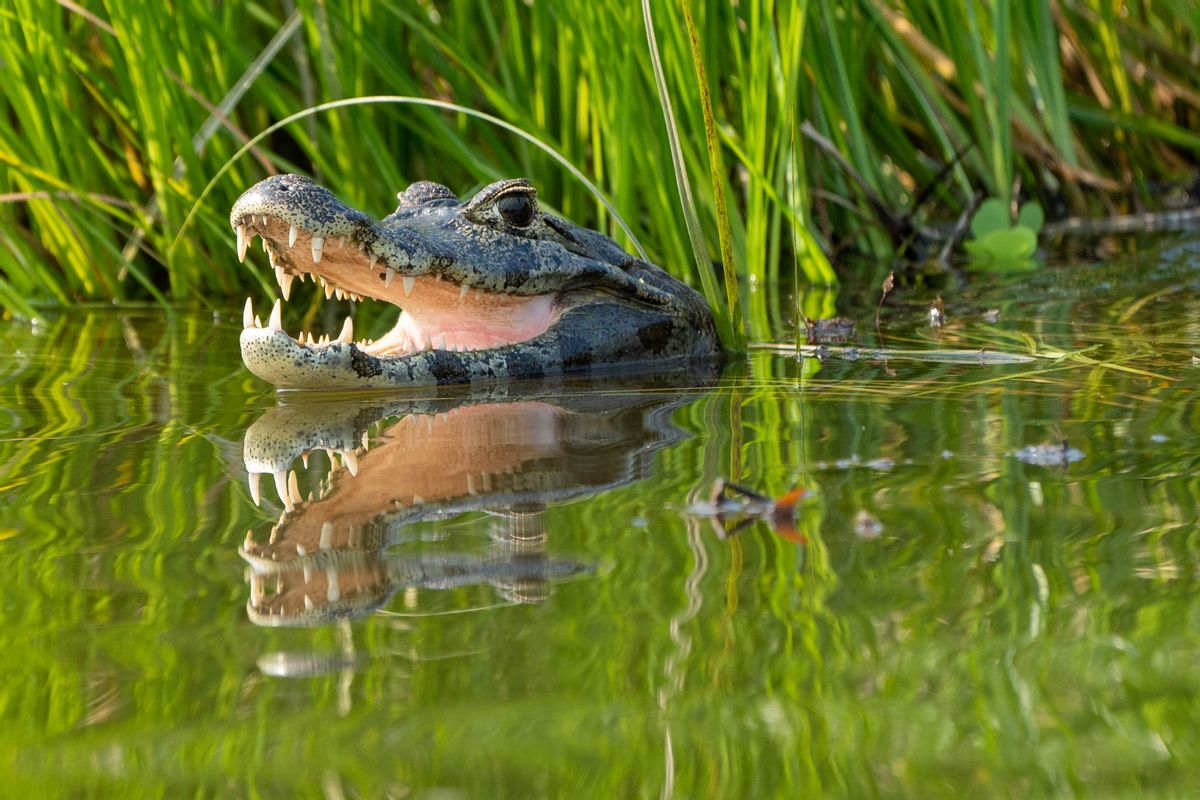 alligator bait
