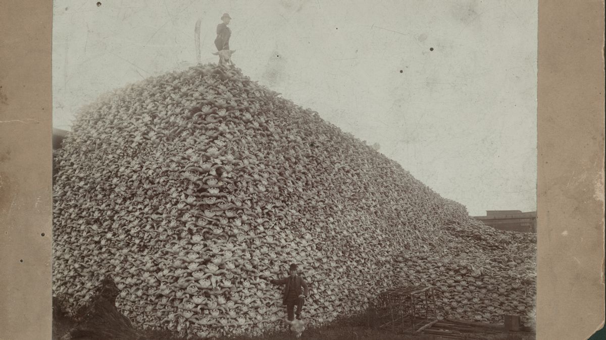 A person stands on top of a hill of bison skulls. Another person stands at the bottom of the image.