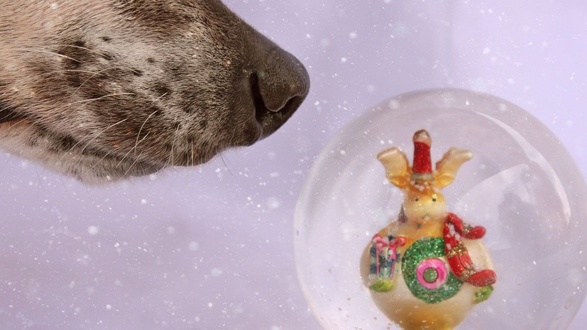 Some snow globes contain the antifreeze ingredient ethylene glycol, which can be fatal to dogs, cats and children.