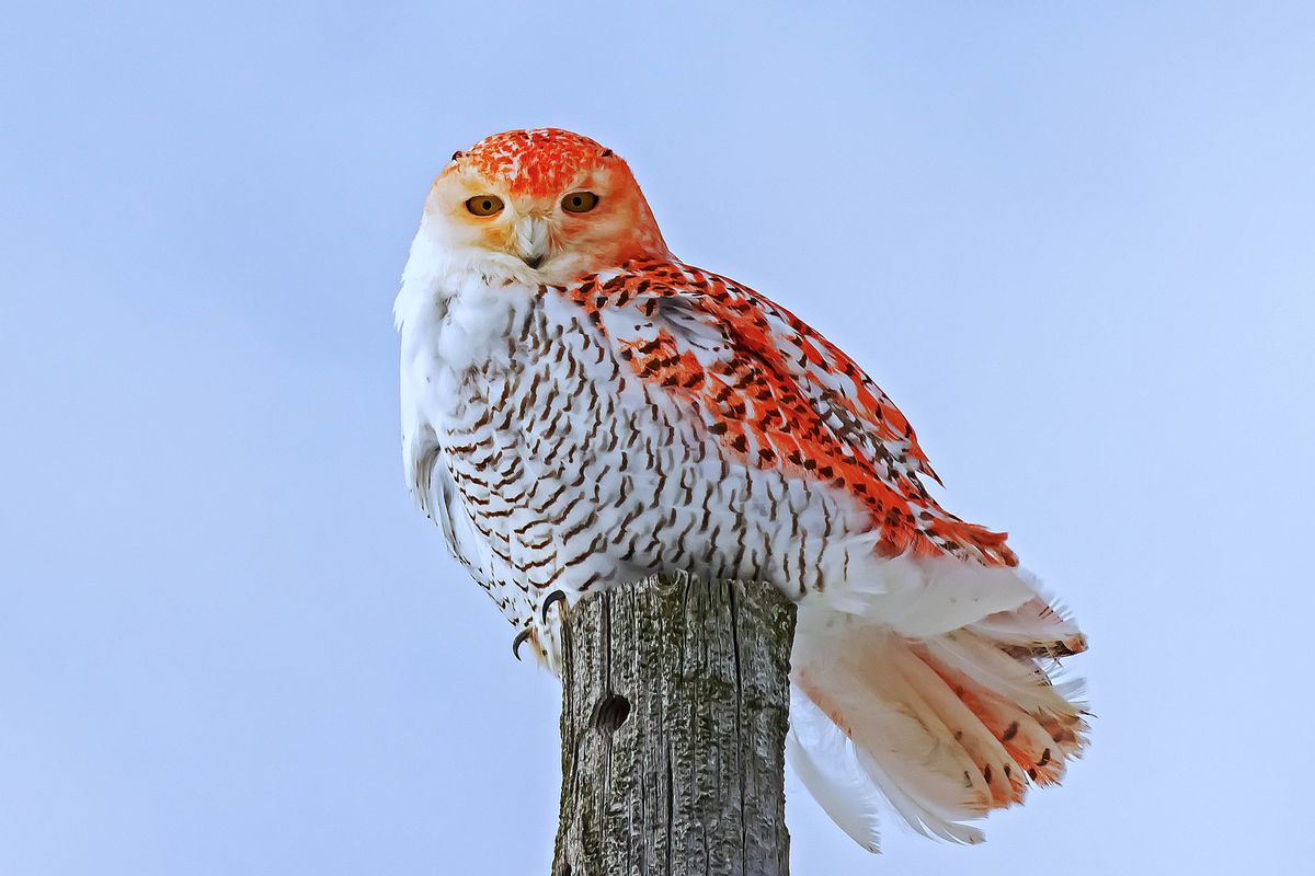 An image of a snowy owl perched atop a vertical log pole. The owl's feathers are bright orange. 