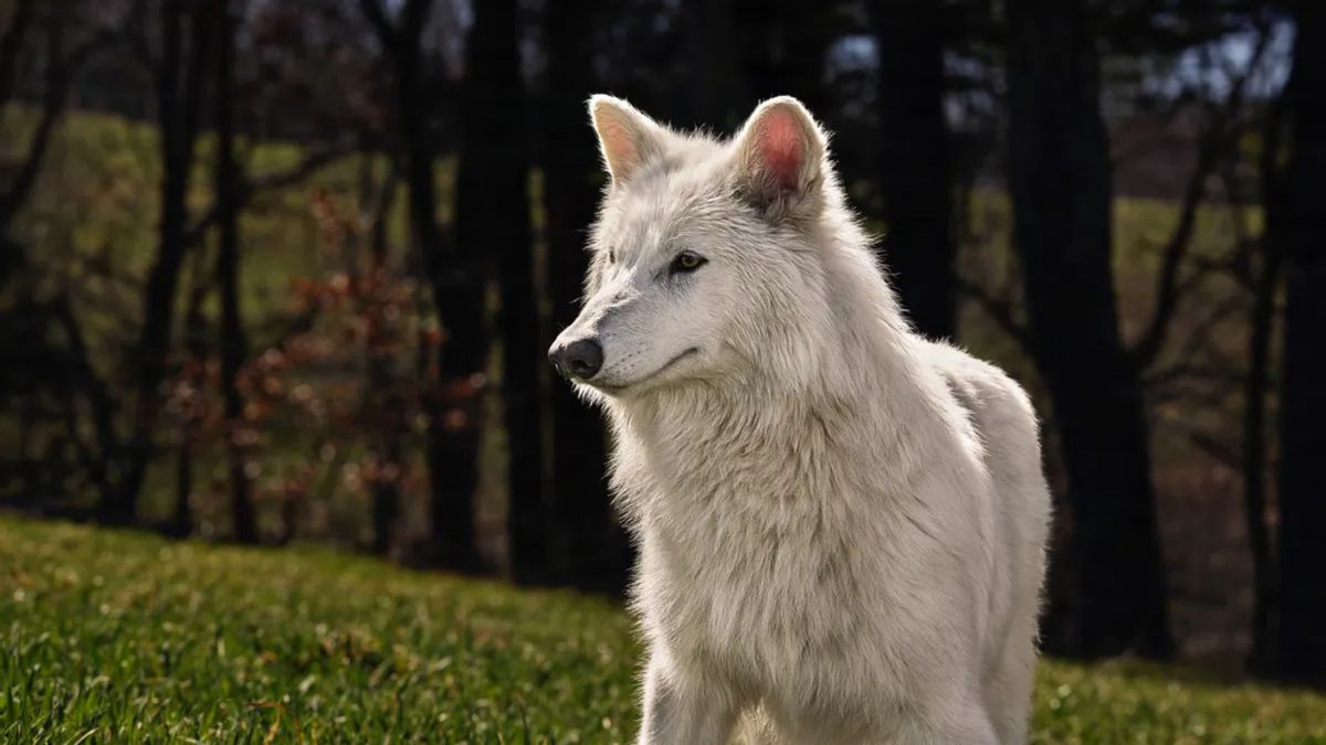 A white wolf is shown standing outside.
