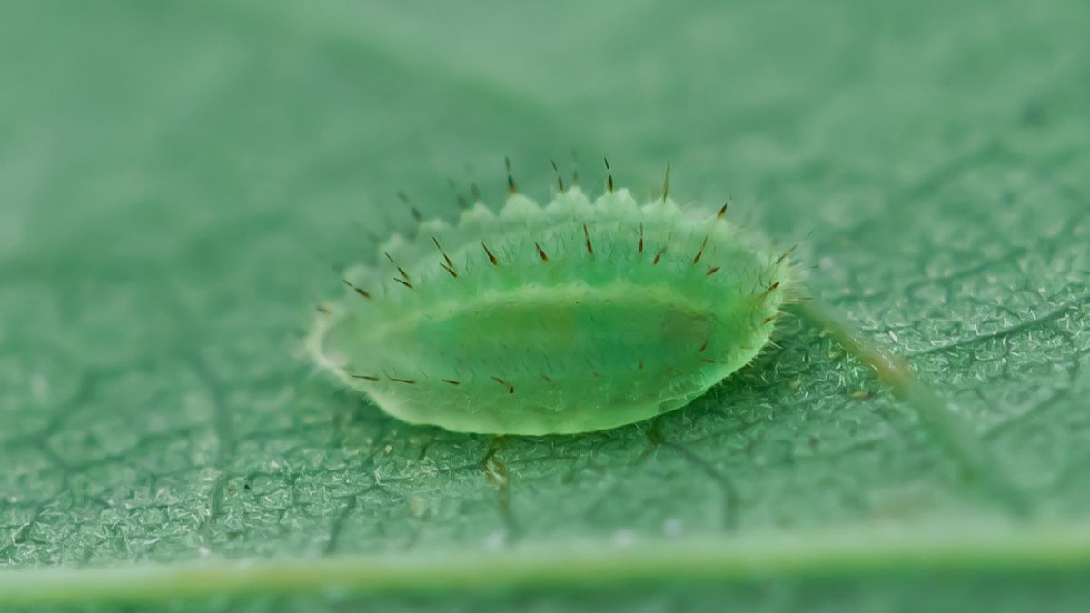 A green caterpillar is shown on a leaf.