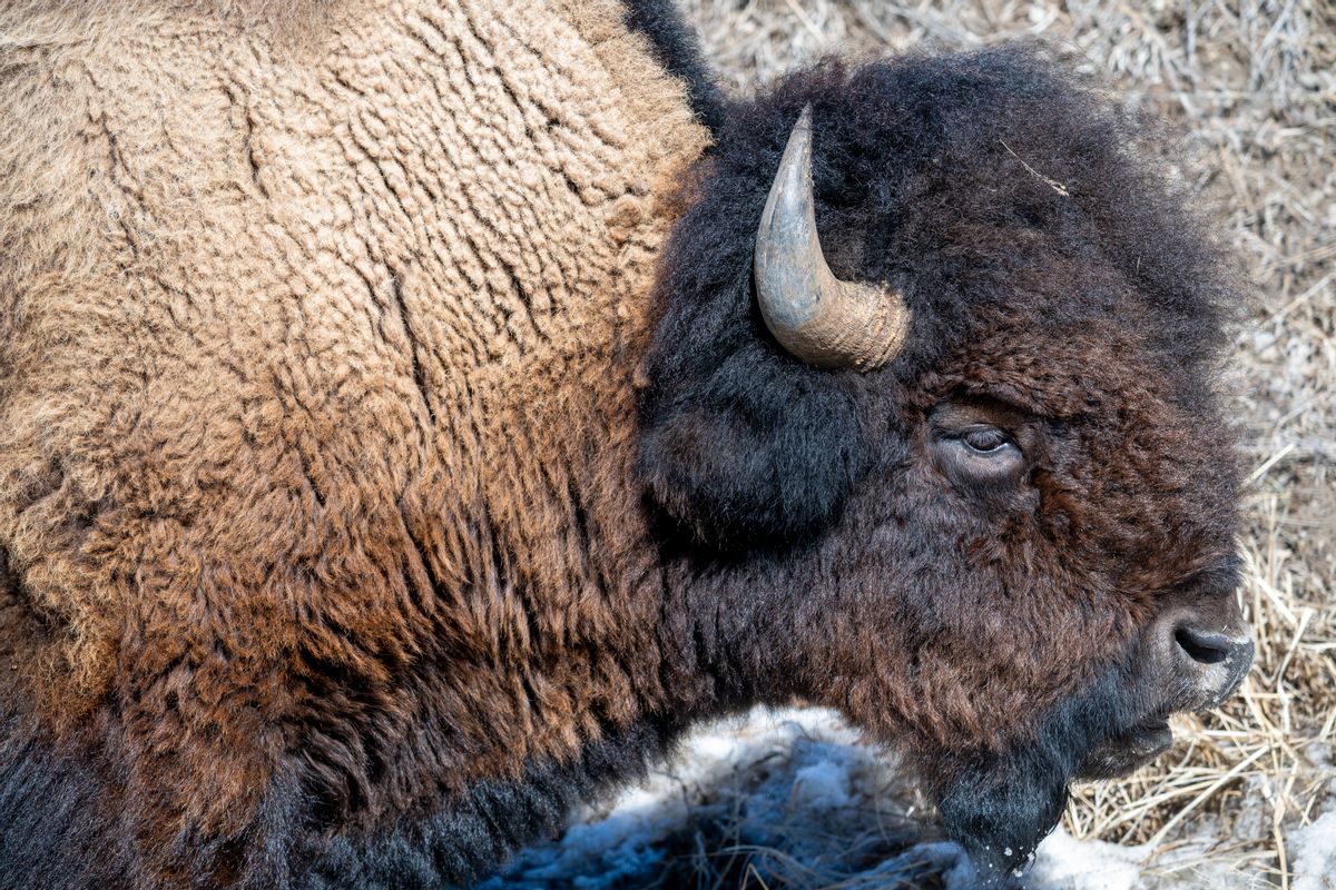 A buffalo is pictured outside.