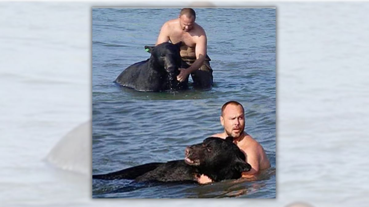 Two photos stacked one above the other of a shirtless man in the water hugging around and pushing a large black bear