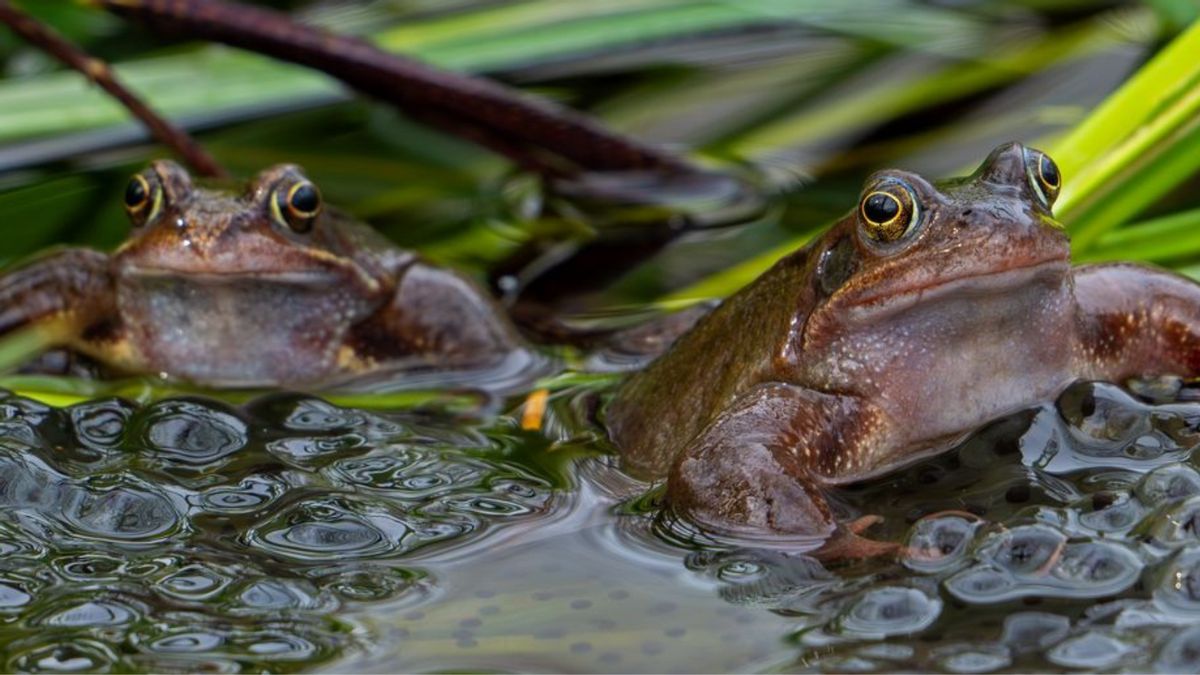 Two frogs are shown in a body of water.
