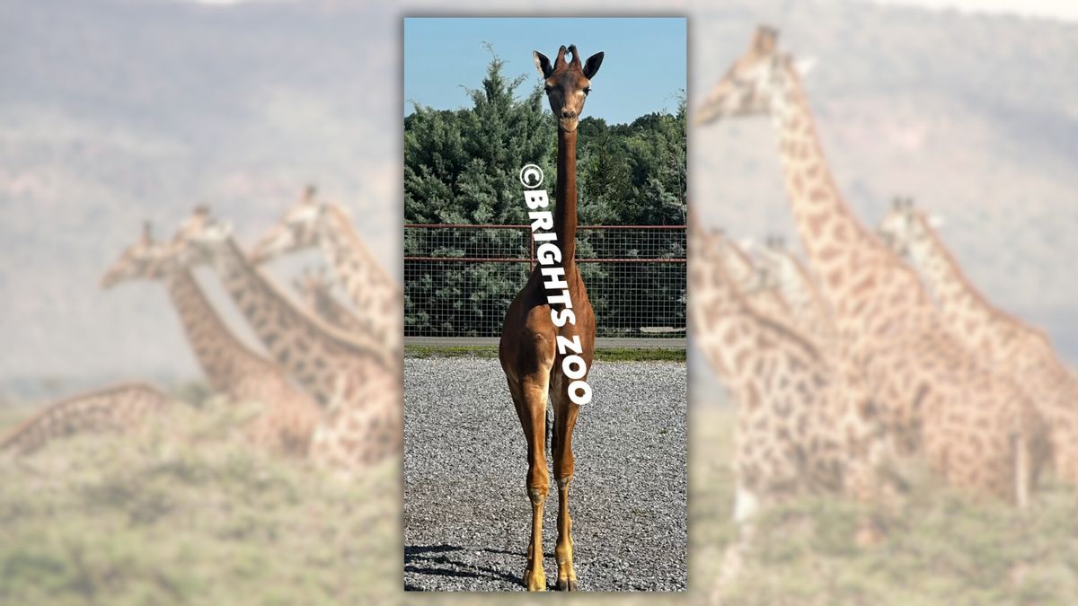 In the foreground: A picture of a giraffe with no spots and a large watermark over it that says "Brights Zoo." In the background: A blurred image of giraffes (with spots)