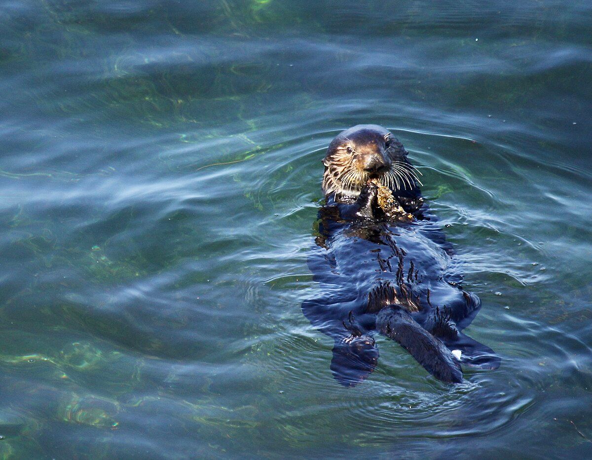 An image of an otter looking toward the camera and holding what appears to be kelp.  