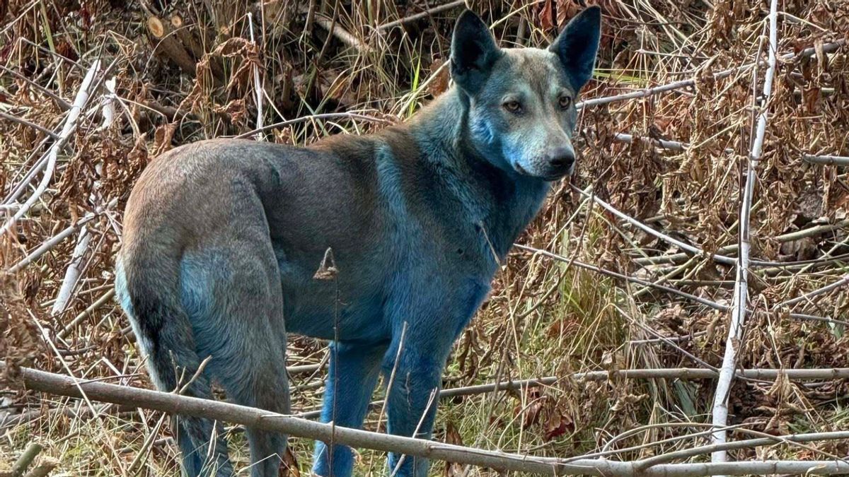 A photo of a dog with blue fur standing in bushes. 