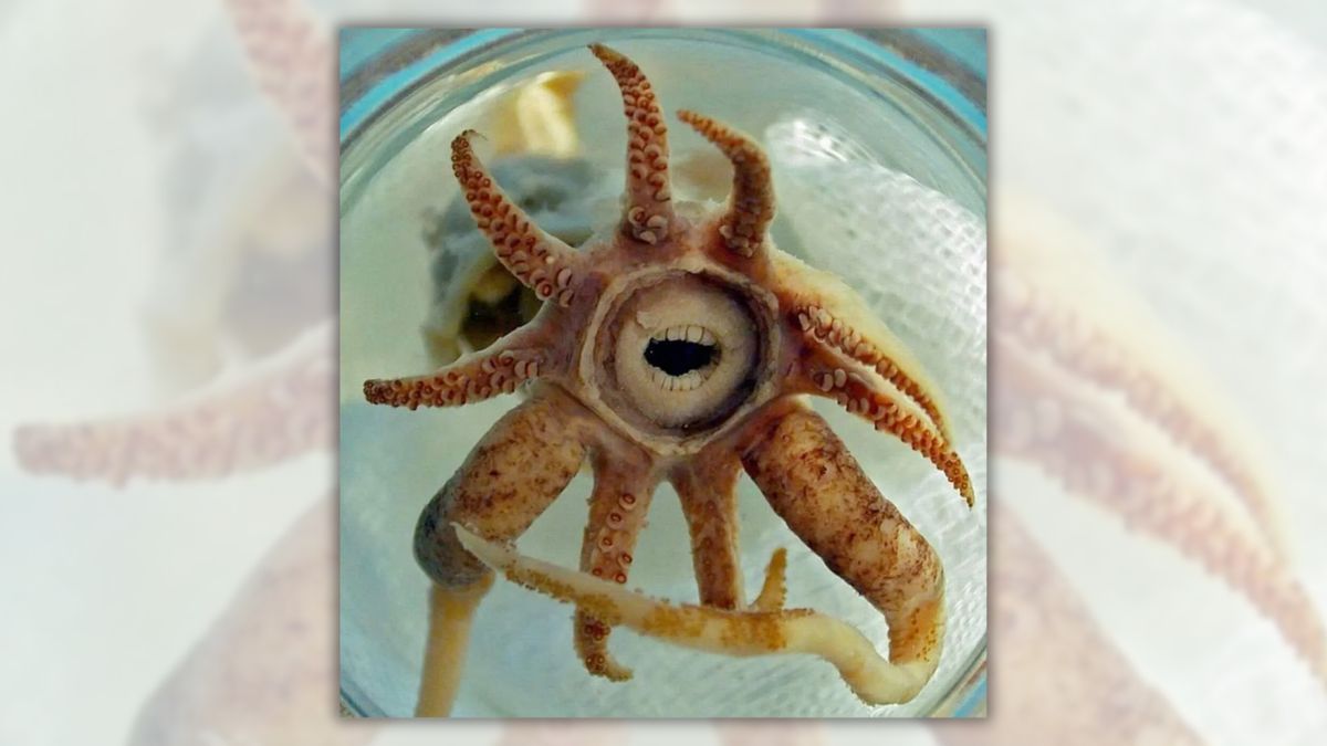 Screenshot of image from Facebook post. A photo of a pinkish creature with tentacles around a circular center, in which there is an open mouth with what appears to be top and bottom rows of teeth