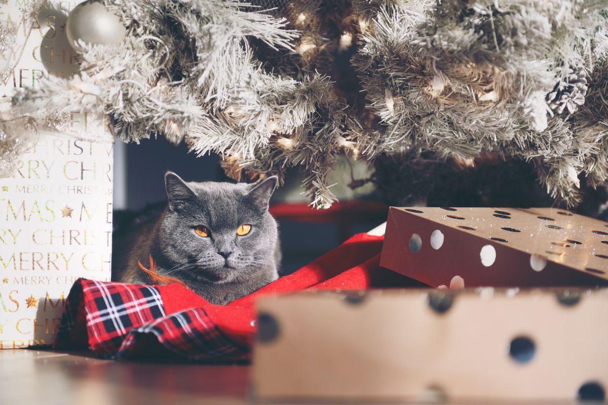 Grey cat sits underneath a flocked Christmas tree surrounded by presents. 