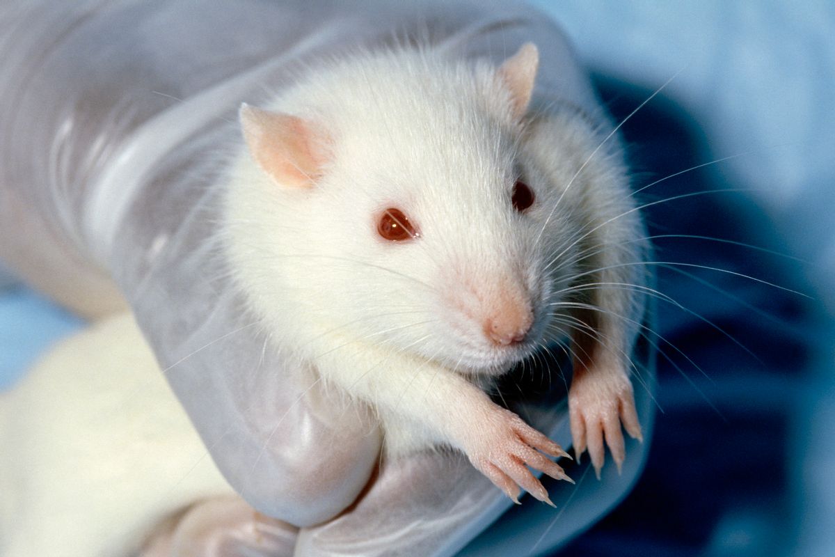 An gloved hand holds an white-furred, albino rat.