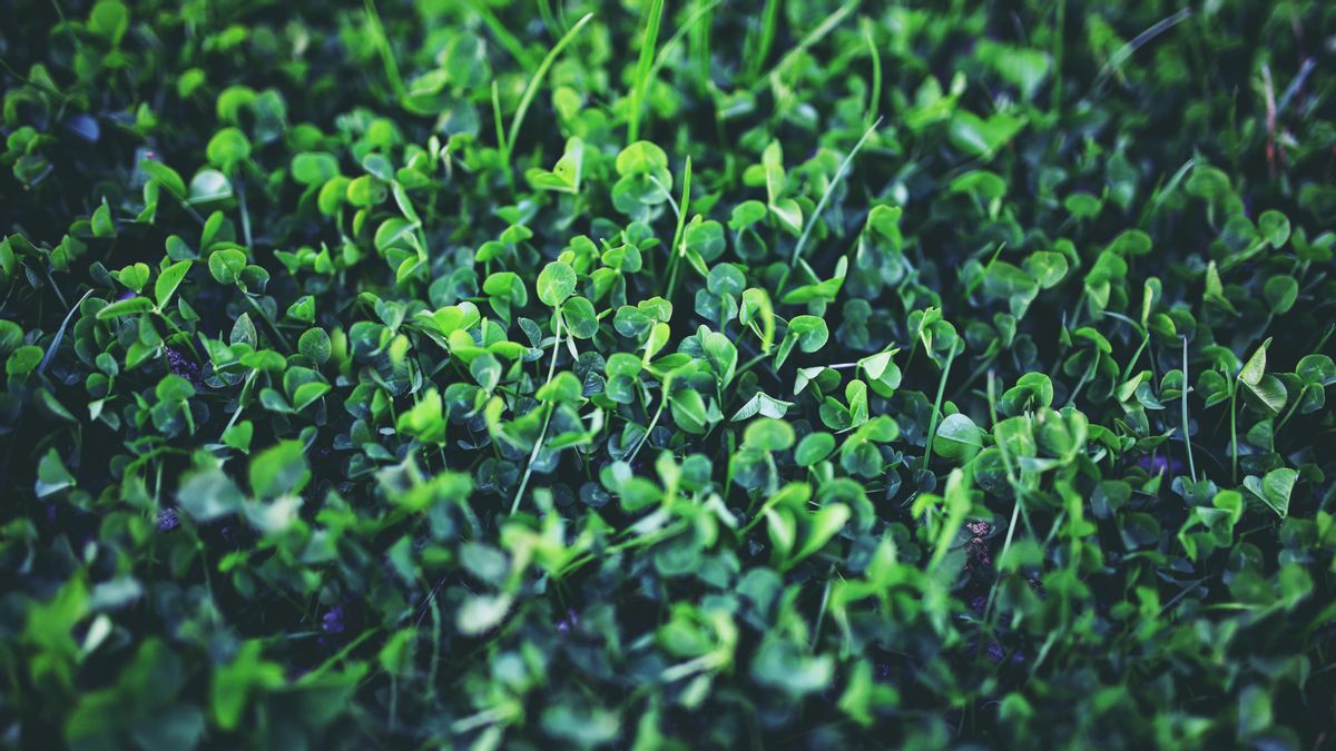 A field of young clover