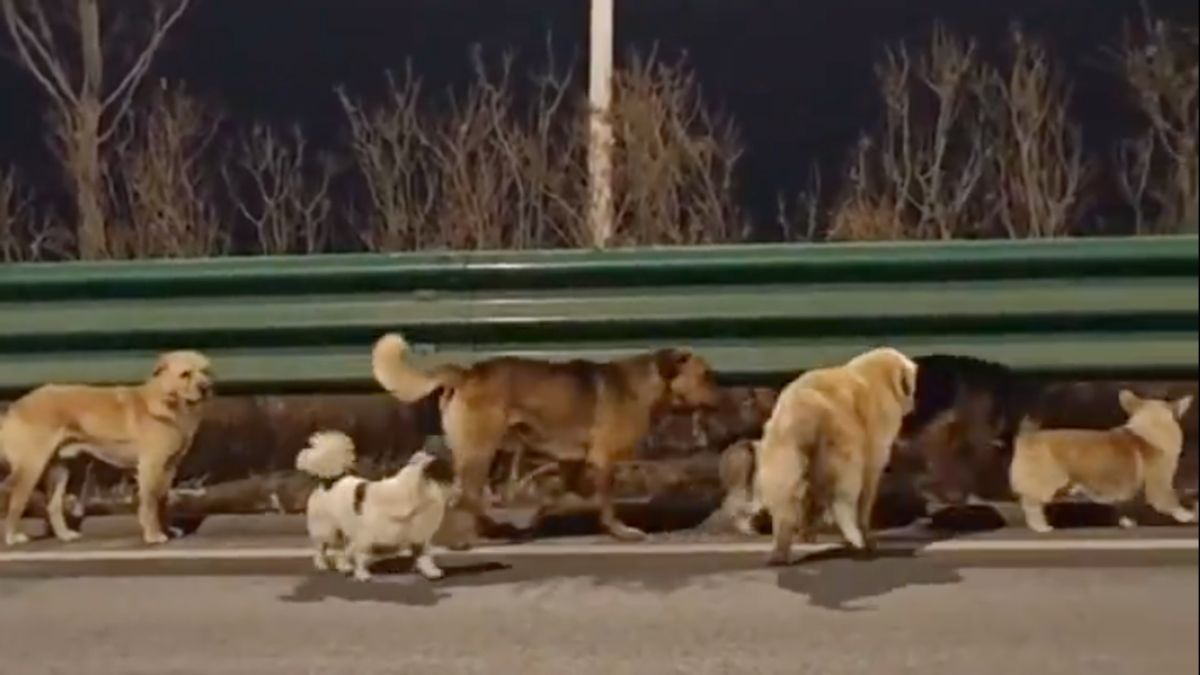 Seven dogs walking together in a group on a road with a corgi leading the pack. 