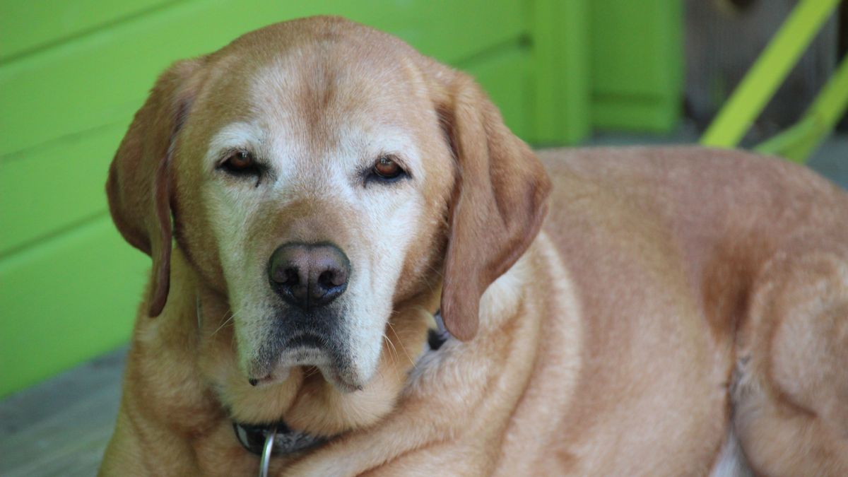 Photos shows senior Labrador with white around eyes and muzzle