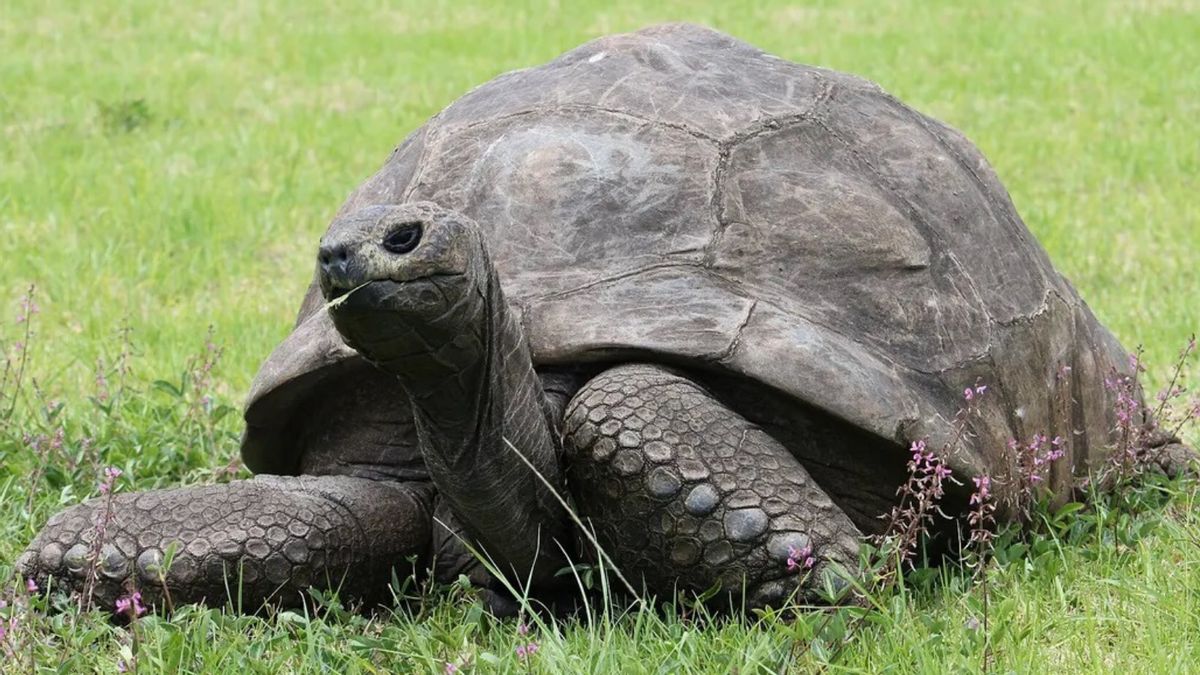 A large tortoise is shown in grass.