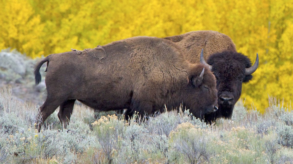 A photo of a male adult bison and a female adult bison standing together in tall, pale green grasses. Trees full of bright yellow leaves sit in the background, contrasting the dark colors of the bison in front of them