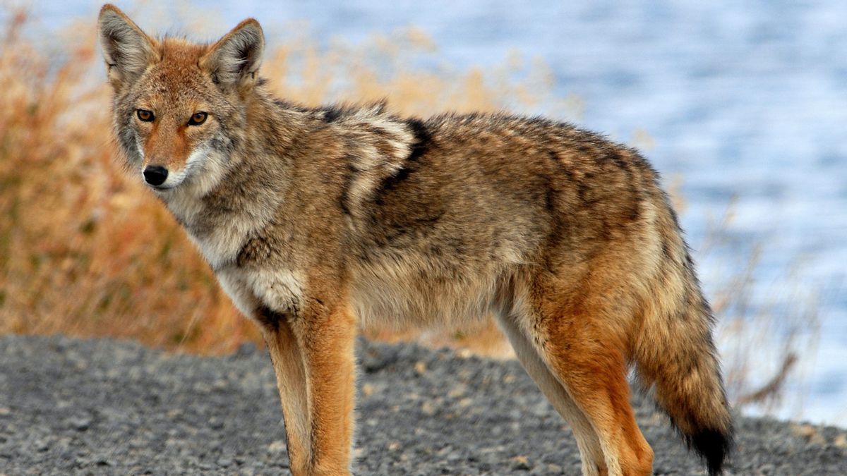 A coyote stands near Tule Lake, California.
