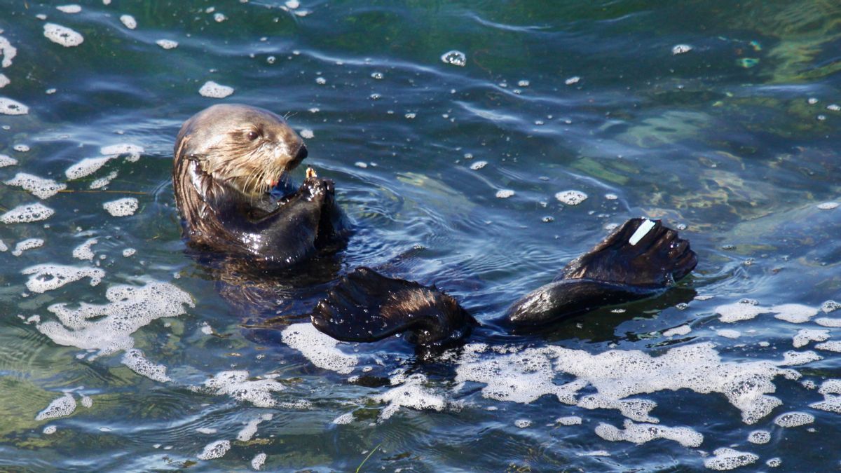 An otter floating on its back in the sea. 