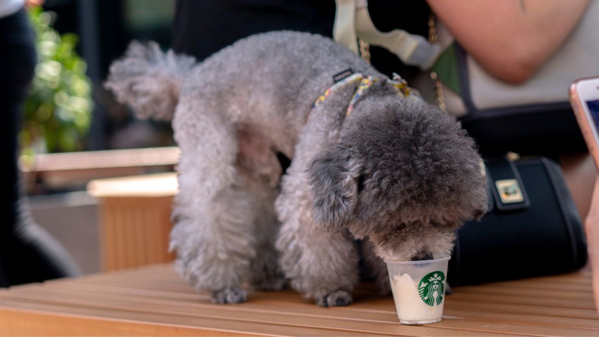 A gray poodle stands on a table and eats whipped cream out of a Starbucks cup.