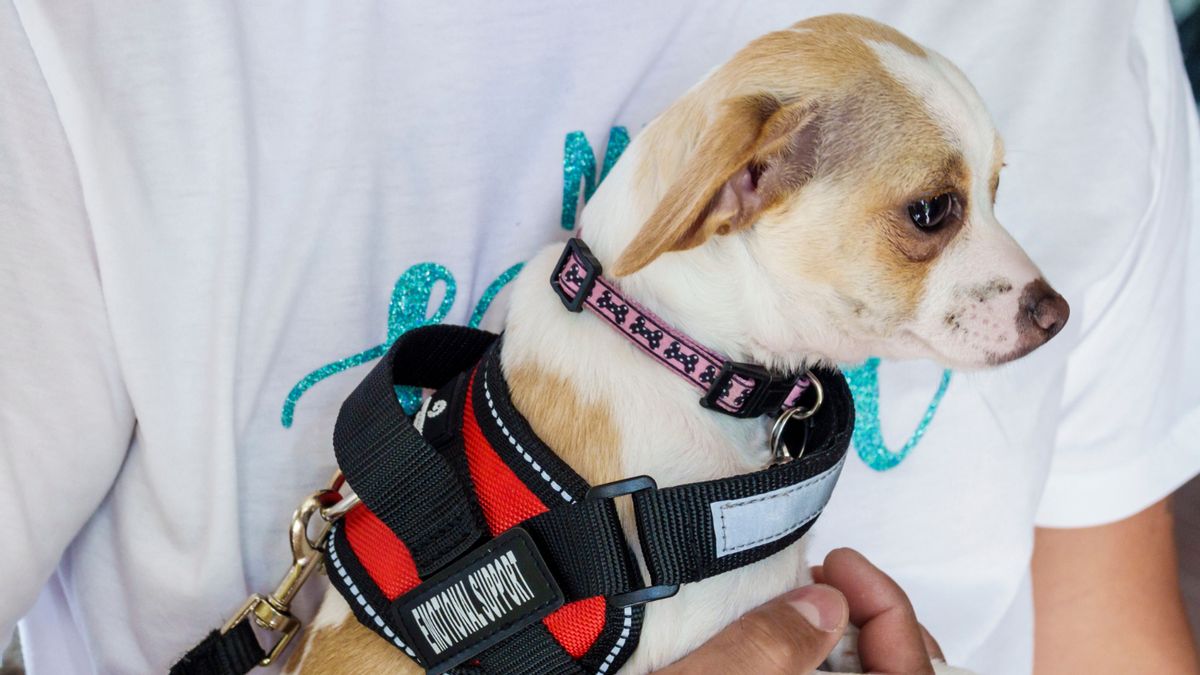 A dog that appears to be a chihuahua or chihuahua mix wears a vest with the words "emotional support."