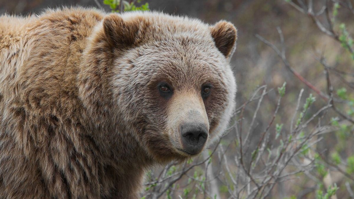 A brown grizzly bear. 