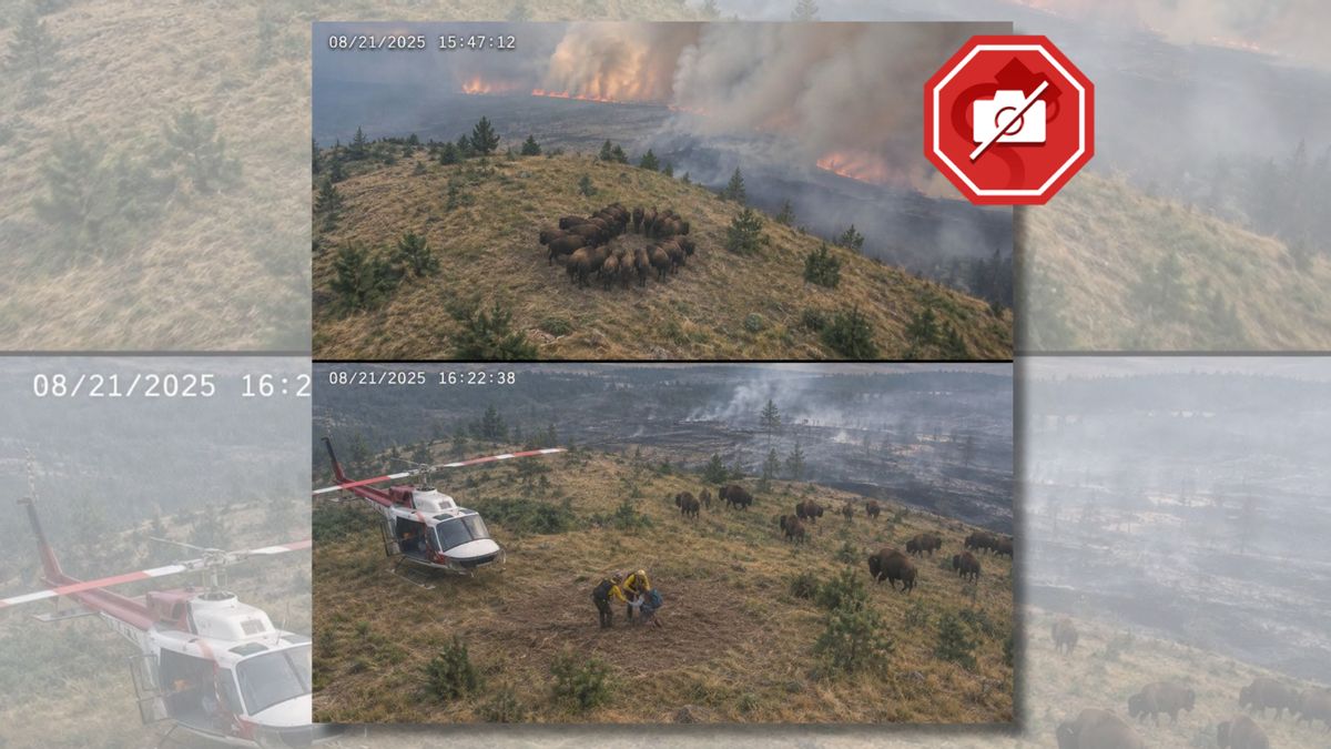 The picture shows a fake AI-generated image of bison surrounding a hiker, and another image of a helocopter rescue crew saving the hiker from wildfires.