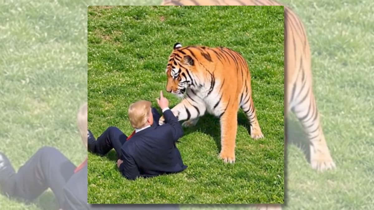 Screenshot of a video generated by artificial intelligence shows Trump playing with a tiger.