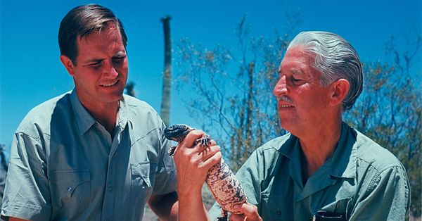 Mutual of Omaha's Wild Kingdom