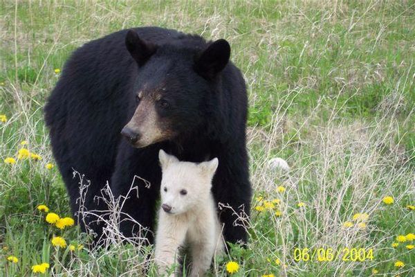 black bear with white cub