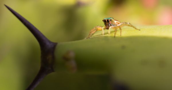 Tiny spider on a cactus