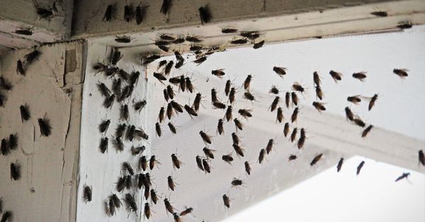 amityville horror flies